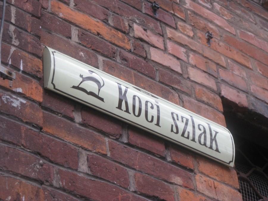 Koty, koty, koty...