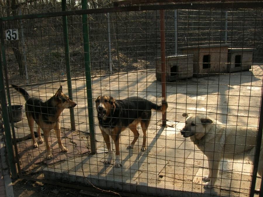 Schronisko dla bezdomnych zwierząt w Bytomiu