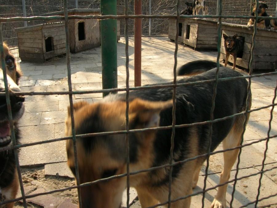 Schronisko dla bezdomnych zwierząt w Bytomiu