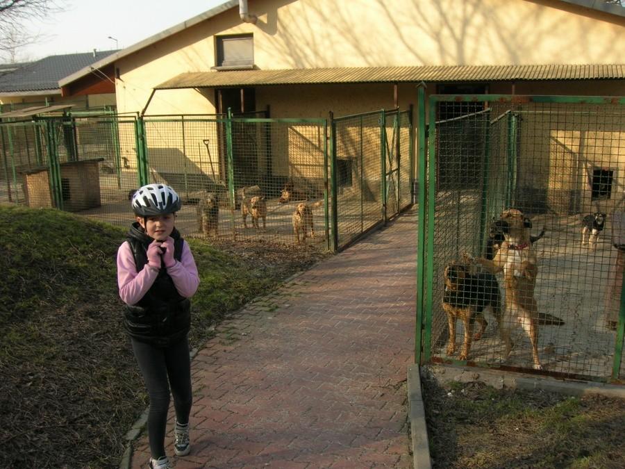 Schronisko dla bezdomnych zwierząt w Bytomiu