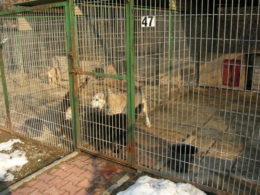 Schronisko dla bezdomnych zwierząt w Bytomiu