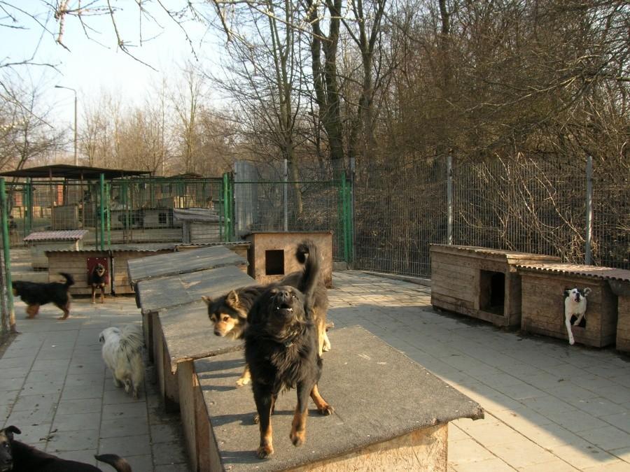 Schronisko dla bezdomnych zwierząt w Bytomiu