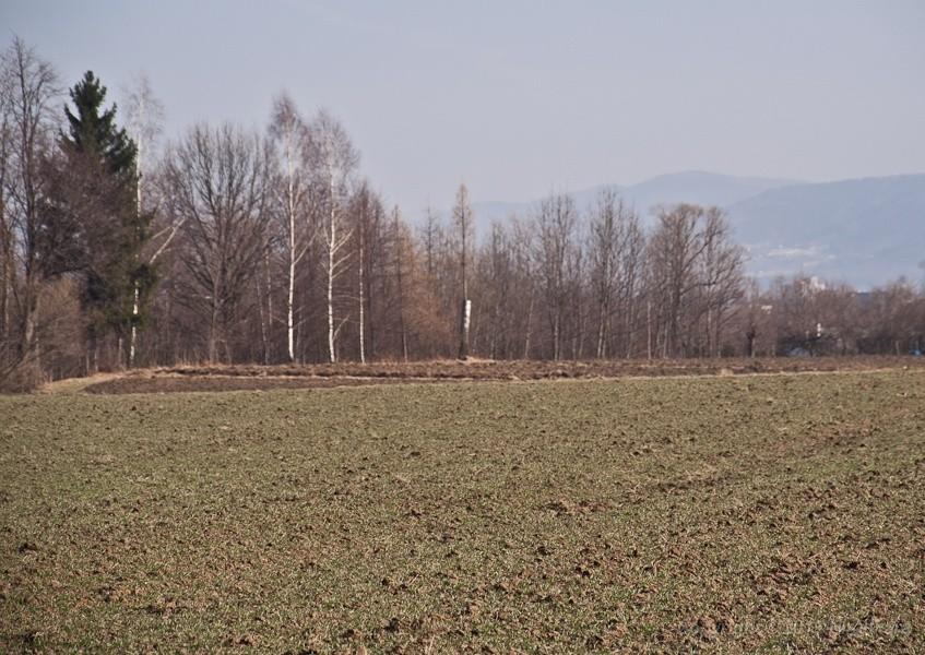 wreszcie coś zielonego