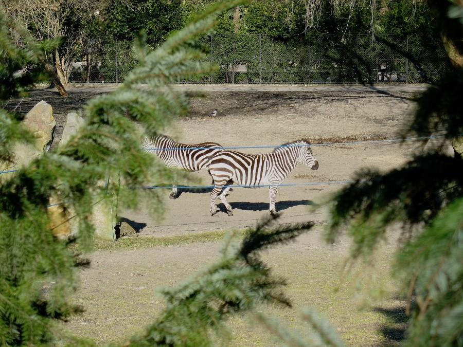 Warszawskie ZOO