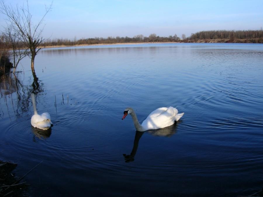 łabędzie