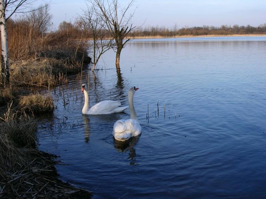 łabędzie