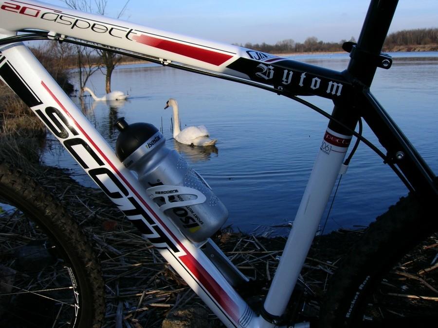 rower z łabędziami w tle.