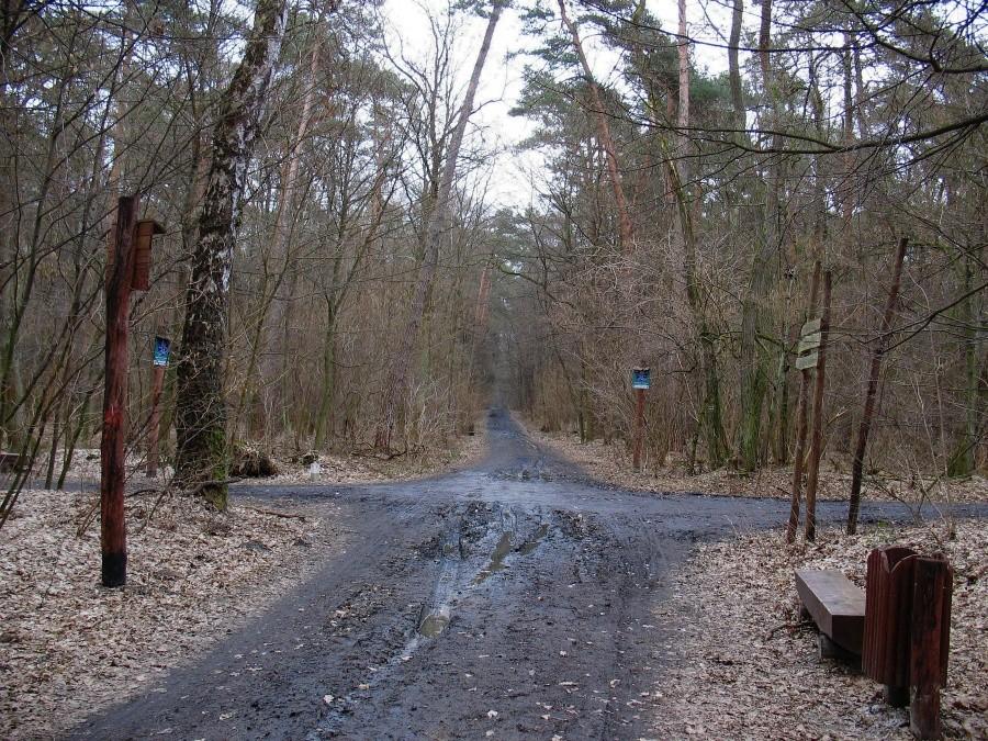 Las Kabacki - Rybałtów