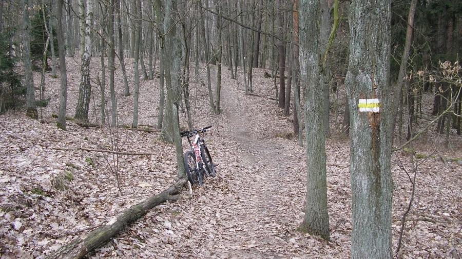 Na rundce XC na Dziewiczą Górę (142 m)