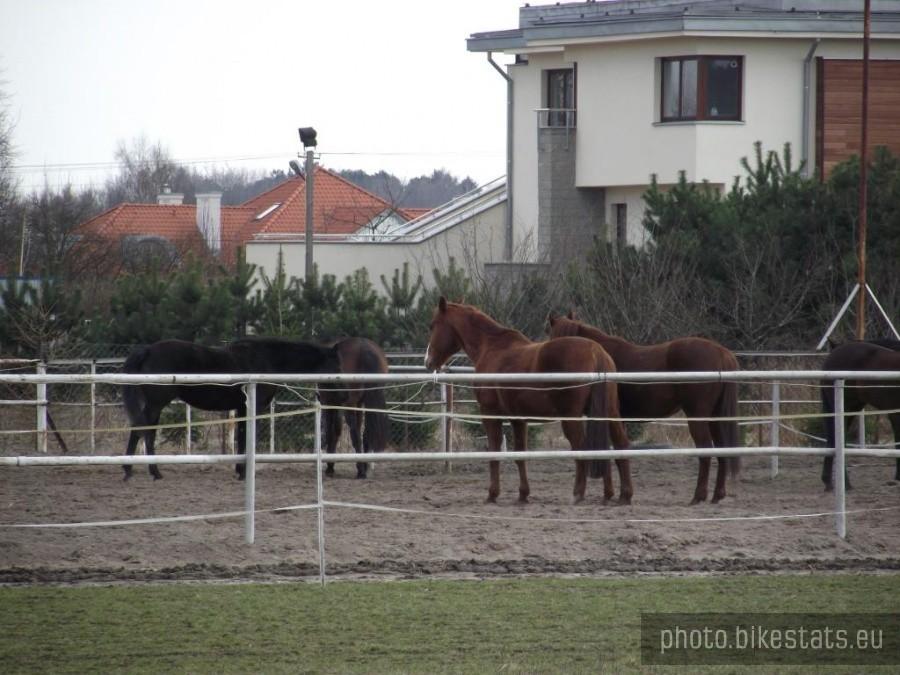 Konie ze stadniny w Powsinie