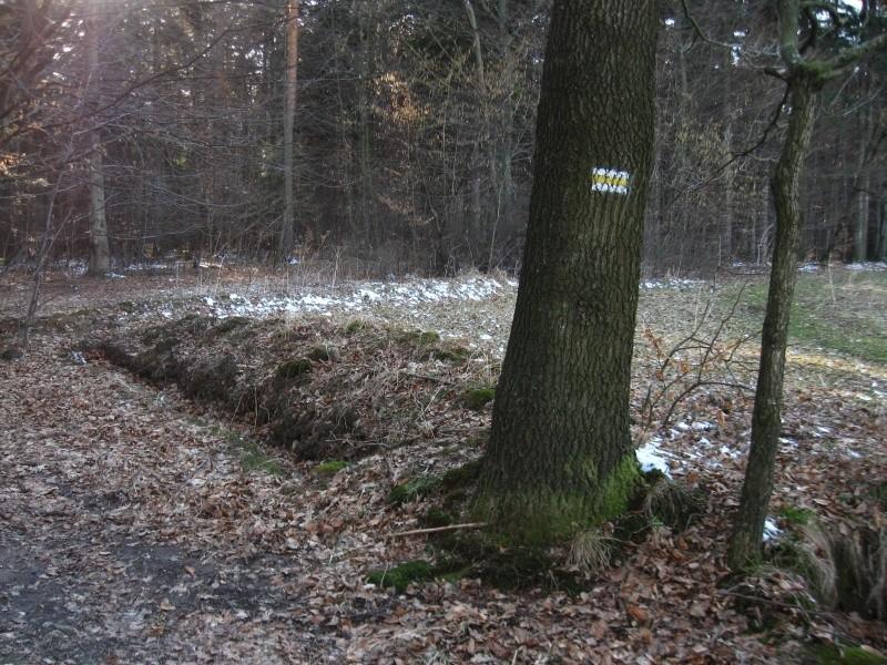 W lesie resztki wczorajszego śniegu.