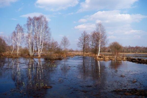 Łąki w okolicach Brzozówki