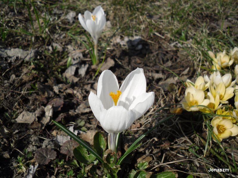 Krokus w popołudniowym słońcu