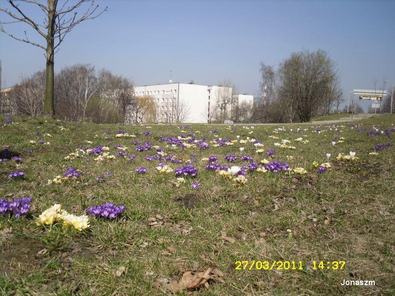 Kobierzec z krokusów