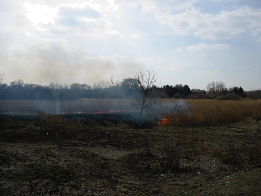 Płąnące trzciny nad Potokiem Służewieckim