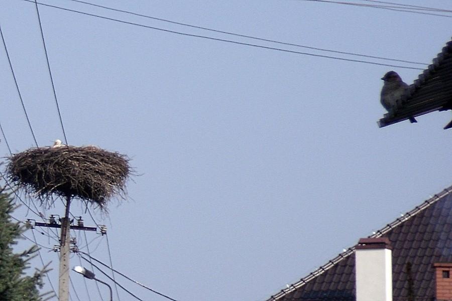 Gdy jechałem do Arcyksięcia zobaczyłem boćka, wróbla też
