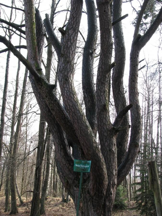 Ośmiornica