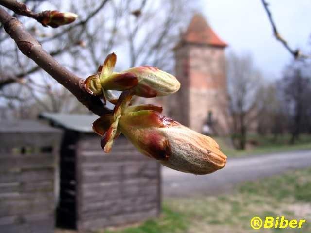 Chudów budzi się z zimowego snu...