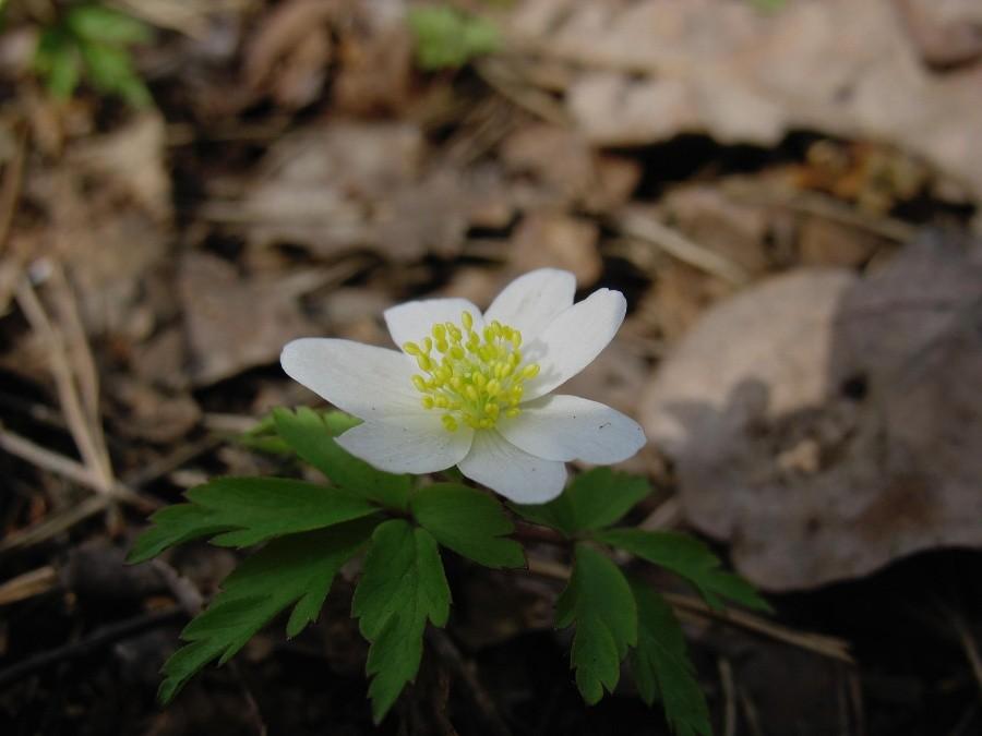 Zawilec gajowy