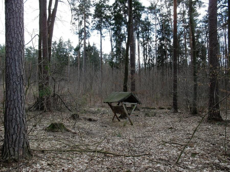 Lasy Nadarzyńskie