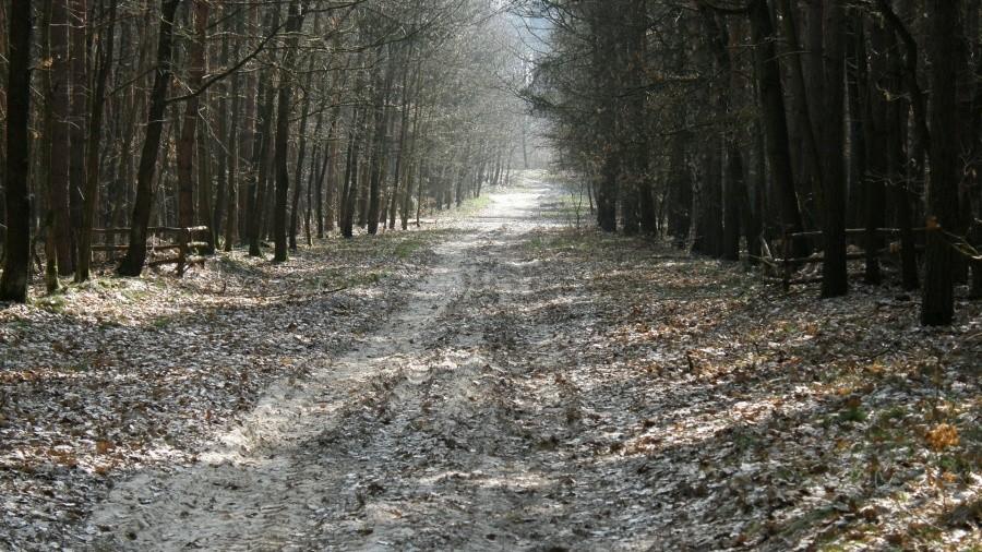 Mknąc przez lasy z nawierzchnią różnie bywa ...