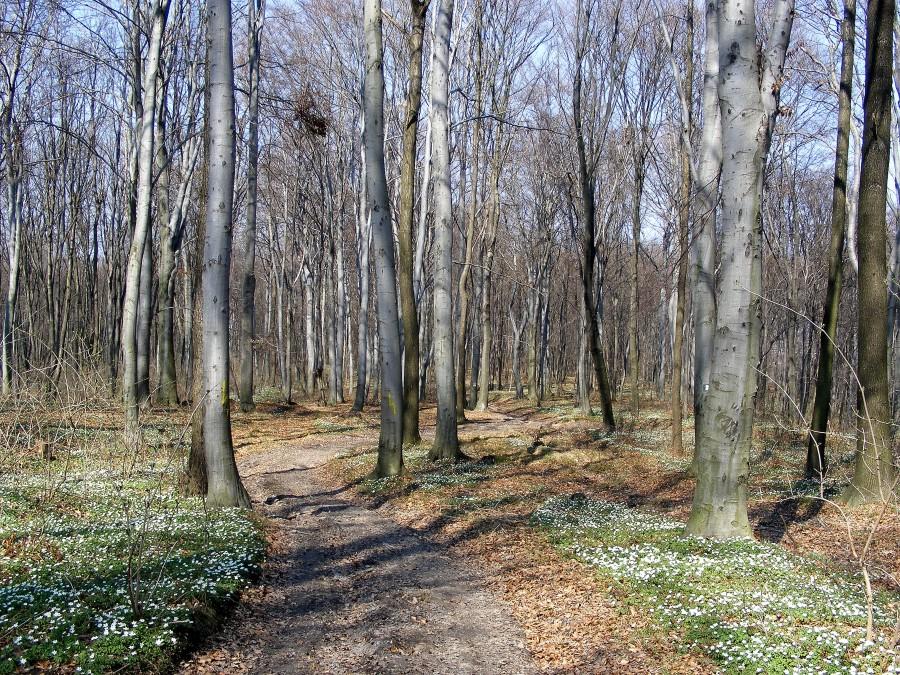 Jazda przez las na Słocinie