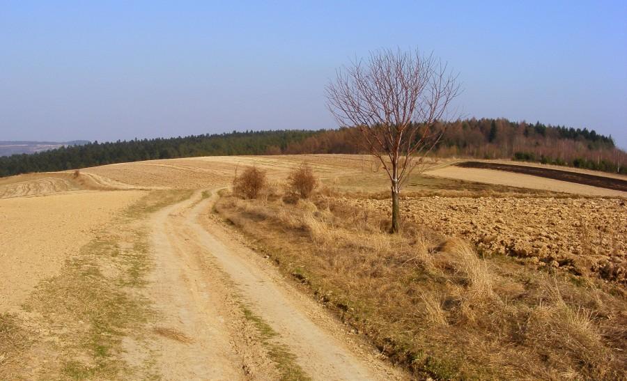 Jadąc szczytem w stronę Ostrej Góry