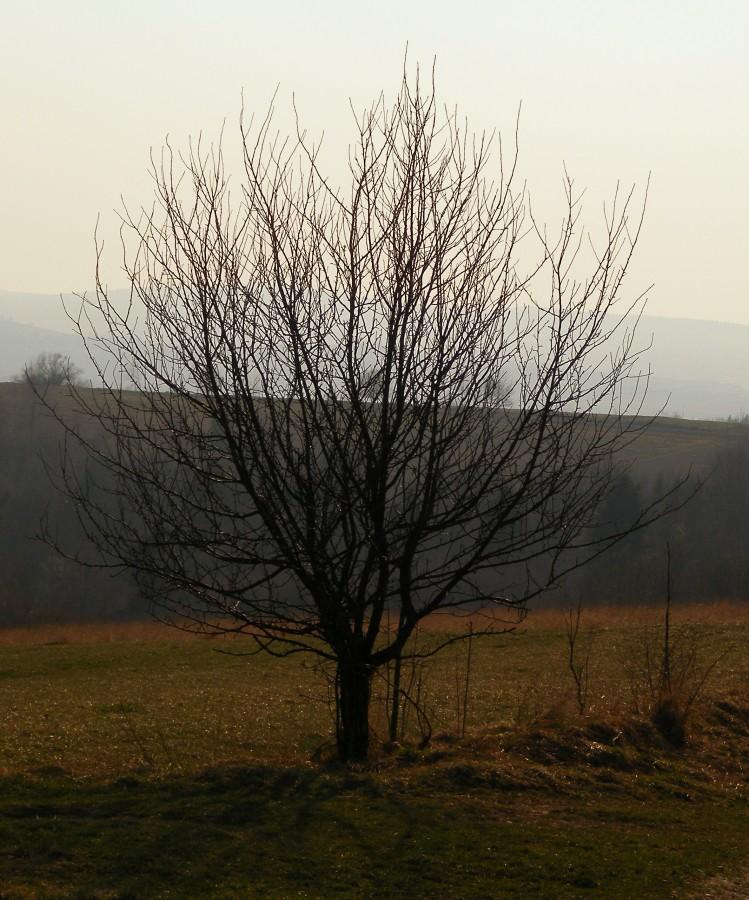 Takie tam drzewko