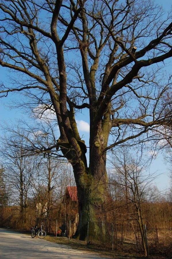 Dąb w Górkach-pomnik przyrody