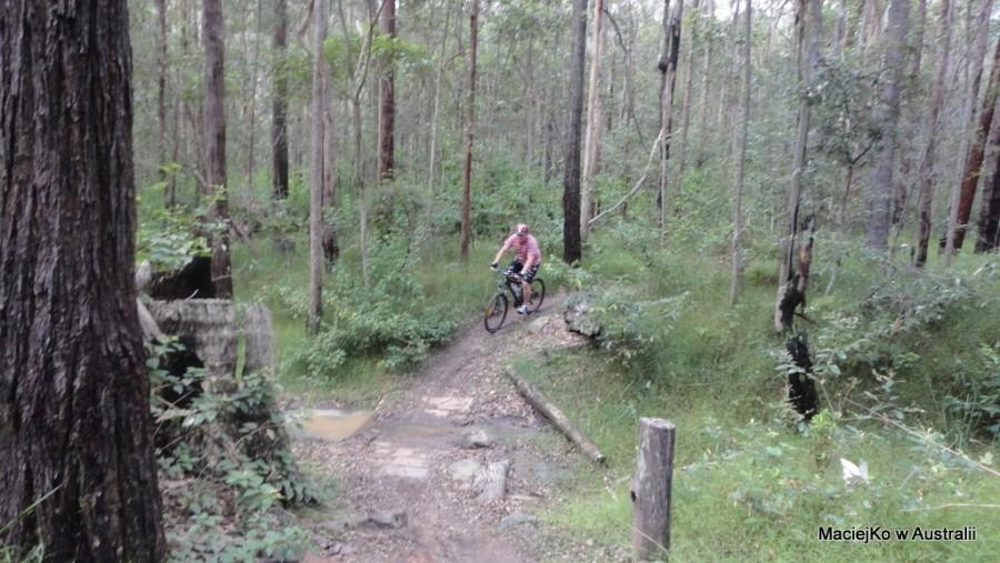 Daisy Hill Forest