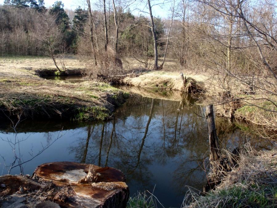 Warta koło Rajska