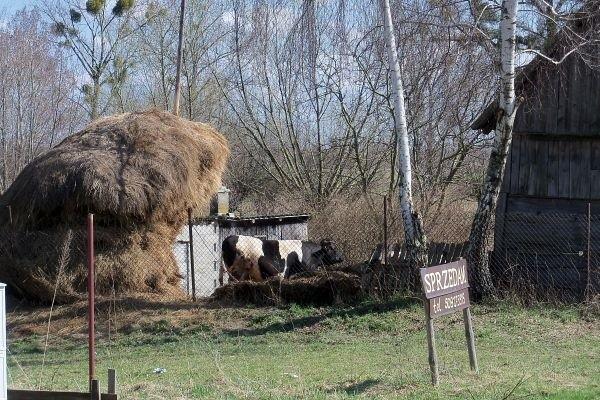 Paśnik dla krów ;)