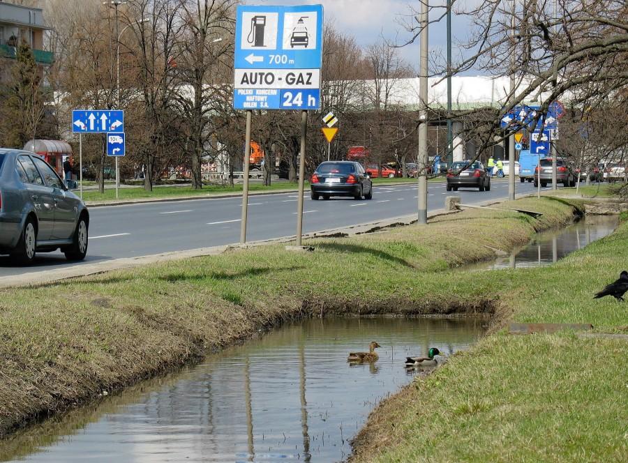 Przyroda miejska