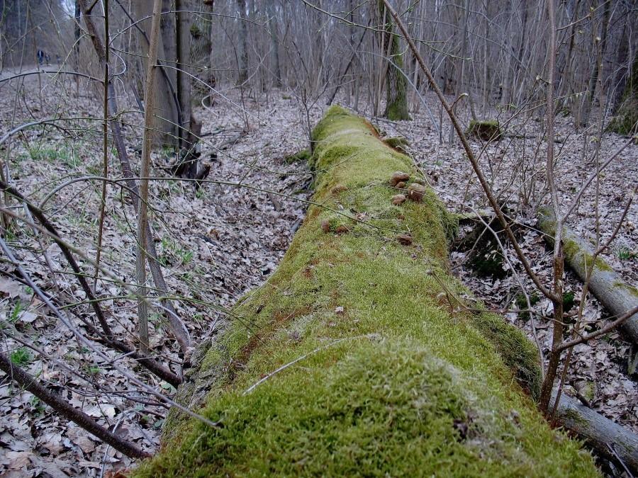 Pyrski Las - powalone drzewo