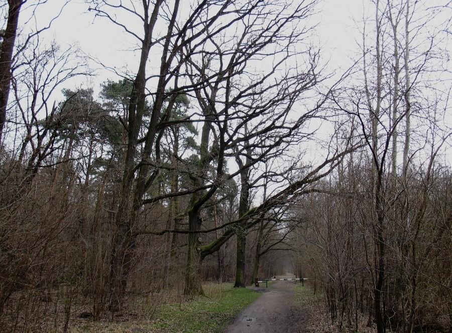 Las Pyrski - trasa czerwonego szlaku