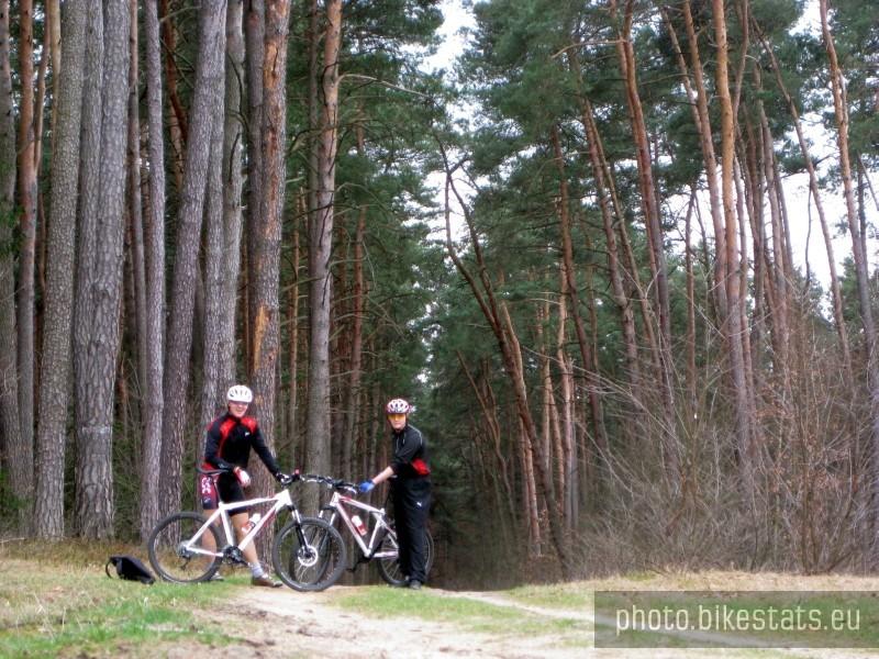 Las sosnowy i my.
