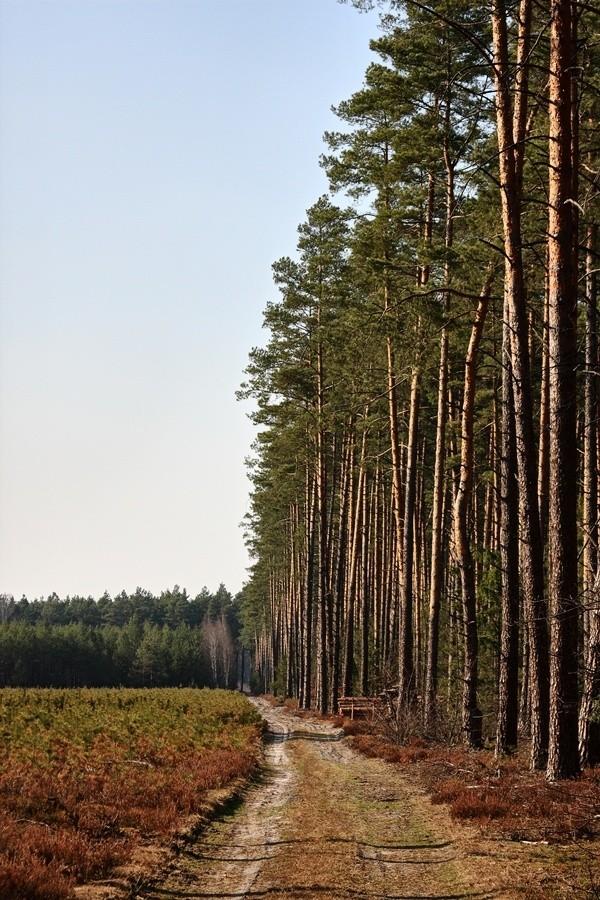 Puszcza Solska.