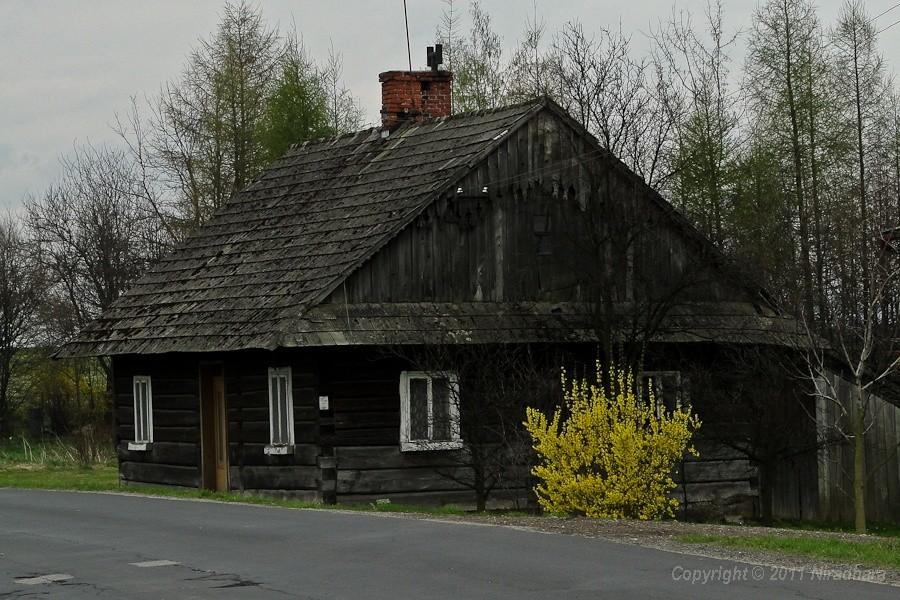 forsycje