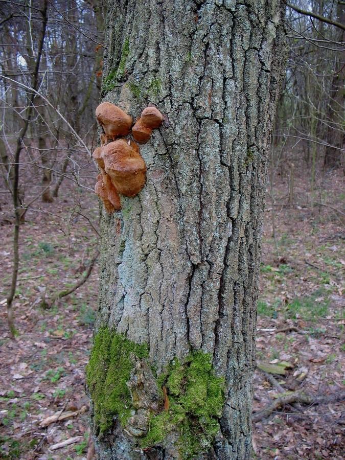 Las Kabacki - grzybek na dębie