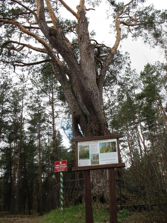 Otwock - MTBO Mlądz, na pkt 4, "Najstarsza sosna w Polsce"
