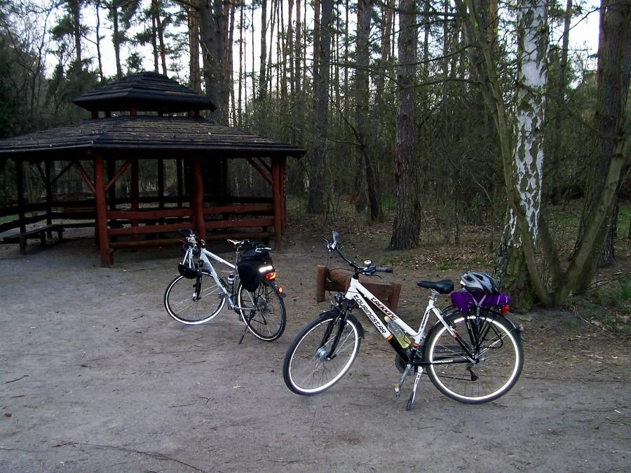 Trekkingi w lesie. Szczecin.