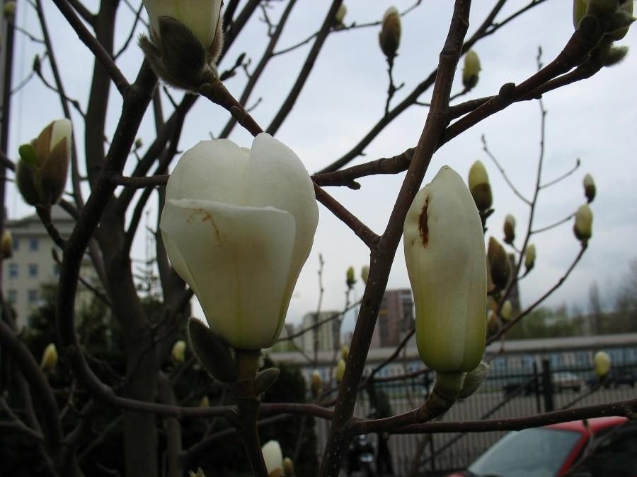 Natolin - kościelne magnolie