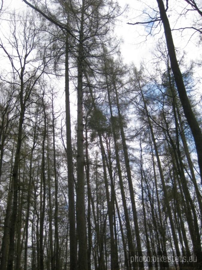 Puszcza Zielonka - Rezerwat "Klasztorne Modrzewie"