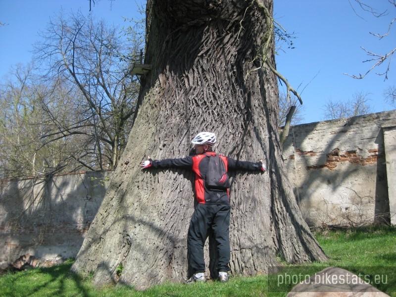 Ponad 600 letni dąb Bartek w Owińskach o obwodzie 770cm.