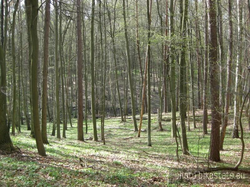 śnieżycowy Jar