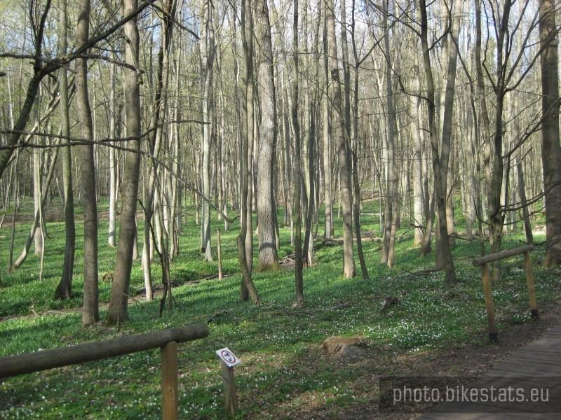 Kolejne ujęcie śnieżycowego jaru.