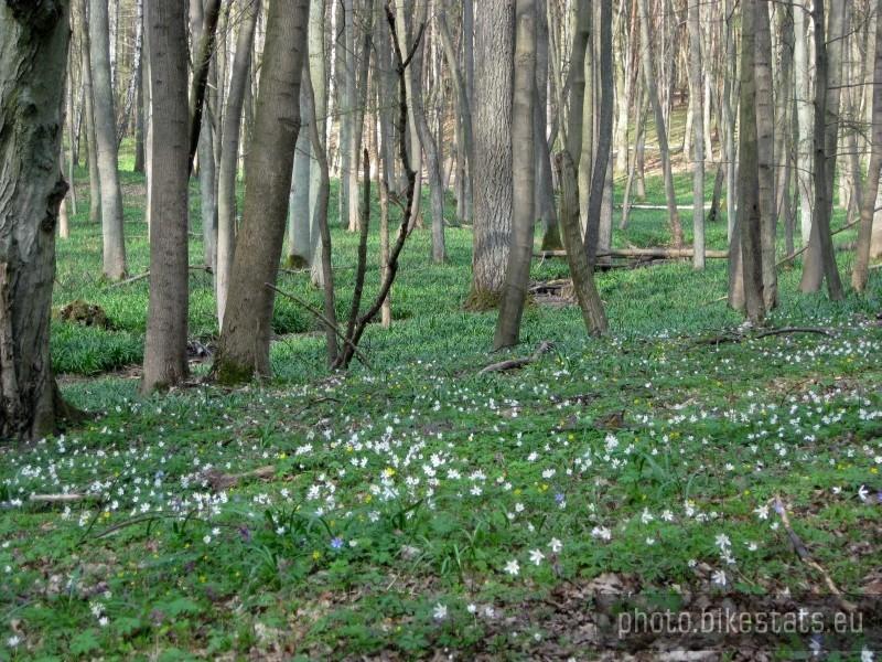 Zielone runo leśne.