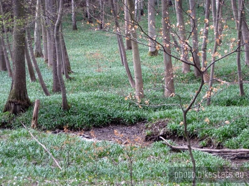 Strumyk pomiędzy Śnieżycą Wiosenną.