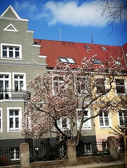 Kwitnące magnolie na Królowej Korony Polskiej w Szczecinie