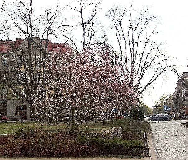 Plac Grunwaldzki, Szczecin - kwitnące magnolie